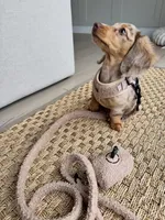 Bella , a female Miniature Dachshund for sale in San Diego, CA – 2 of 3