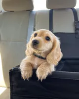 Camper, a male Miniature Dachshund for sale in San Diego, CA – 2 of 3