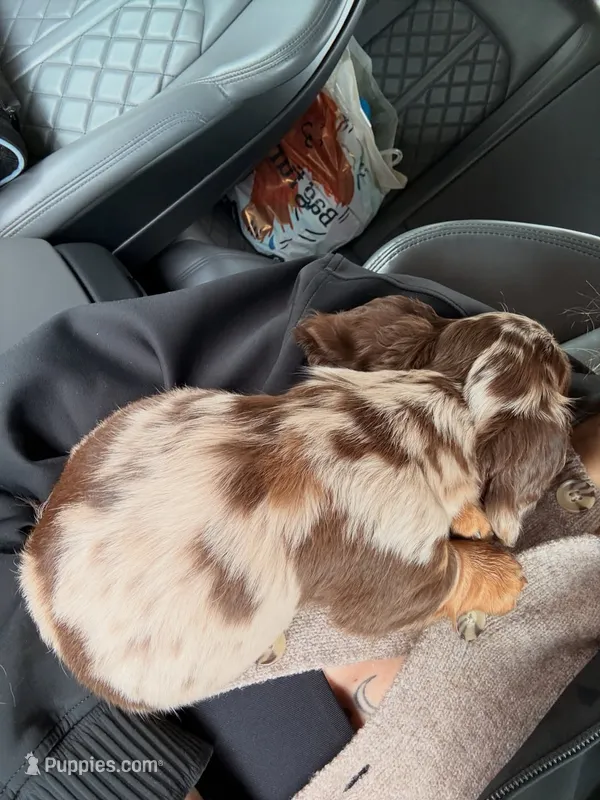 Teddy  – Miniature Dachshund puppy for sale in San Diego, CA