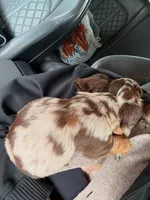 Teddy , a male Miniature Dachshund for sale in San Diego, CA – 1 of 4