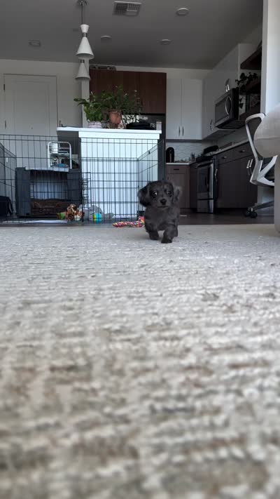 Duncan , a male Miniature Dachshund for sale in San Diego, CA – 3 of 3