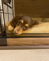 Luna , a female Miniature Dachshund for sale in San Diego, CA – 2 of 3