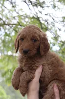 Carter, a male Goldendoodle for sale in San Diego, CA – Photo 2 of 6