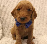 Carter, a male Goldendoodle for sale in San Diego, CA – Photo 6 of 6
