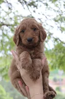 Carter, a male Goldendoodle for sale in San Diego, CA – Photo 1 of 6