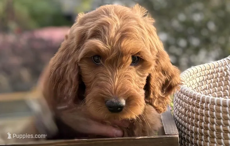 Carter – Goldendoodle puppy for sale in San Diego, CA