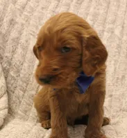 Carter, a male Goldendoodle for sale in San Diego, CA – Photo 5 of 6