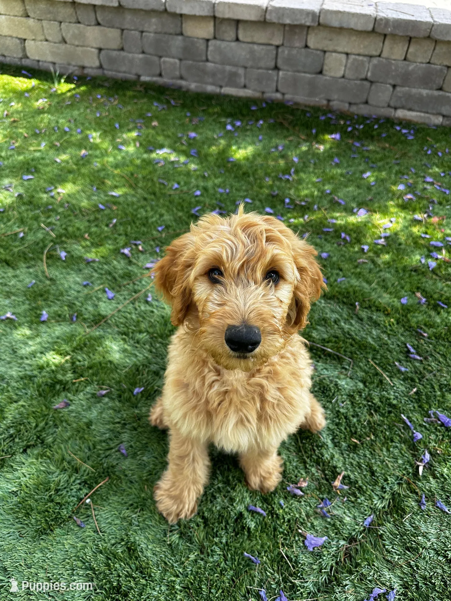 Griffin  – Goldendoodle puppy for sale in San Diego, CA
