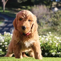 Augusta, a male Goldendoodle for sale in San Diego, CA – Photo 4 of 9