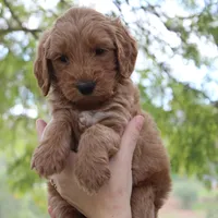 Augusta, a male Goldendoodle for sale in San Diego, CA – Photo 5 of 9