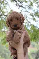 Augusta, a male Goldendoodle for sale in San Diego, CA – Photo 2 of 5