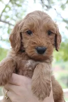 Augusta, a male Goldendoodle for sale in San Diego, CA – Photo 1 of 5