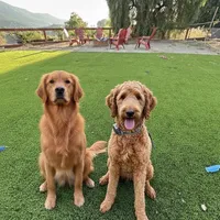 Augusta, a male Goldendoodle for sale in San Diego, CA – Photo 9 of 9