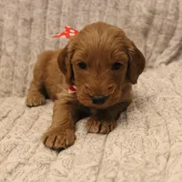 Augusta, a male Goldendoodle for sale in San Diego, CA – Photo 6 of 9