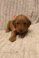 Augusta, a male Goldendoodle for sale in San Diego, CA – Photo 5 of 5