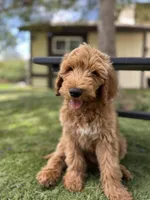 Augusta, a male Goldendoodle for sale in San Diego, CA – Photo 1 of 9