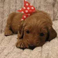 Augusta, a male Goldendoodle for sale in San Diego, CA – Photo 7 of 9