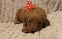 Augusta, a male Goldendoodle for sale in San Diego, CA – Photo 3 of 5