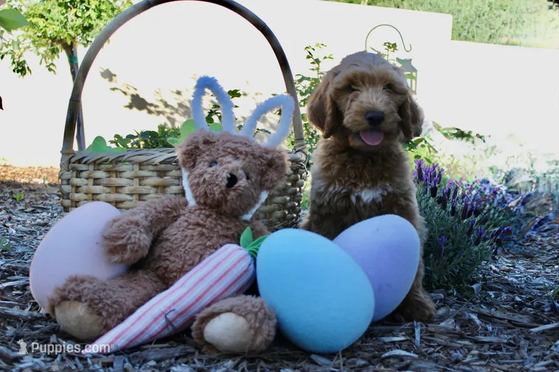 Augusta – Goldendoodle puppy for sale in San Diego, CA