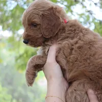 Augusta, a male Goldendoodle for sale in San Diego, CA – Photo 8 of 9