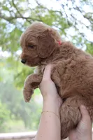 Augusta, a male Goldendoodle for sale in San Diego, CA – Photo 4 of 5