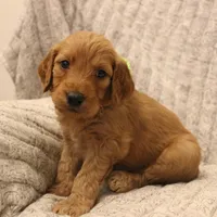 Madison , a female Goldendoodle for sale in San Diego, CA – Photo 4 of 8
