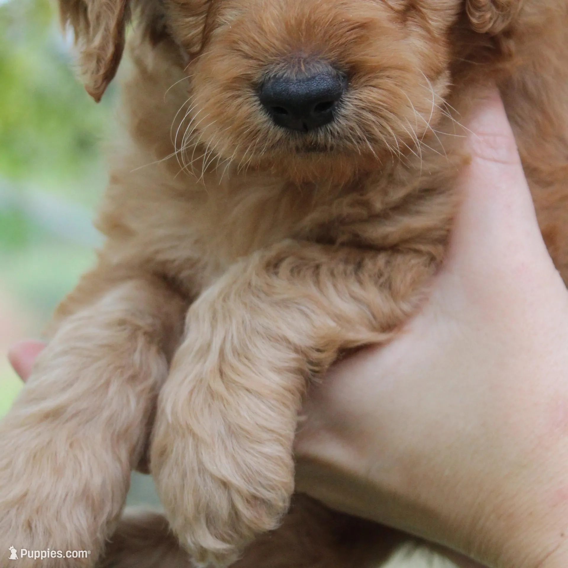 Madison , a female Goldendoodle for sale in San Diego, CA – Photo 4 of 6