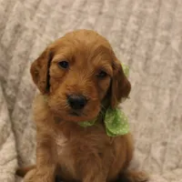 Madison , a female Goldendoodle for sale in San Diego, CA – Photo 6 of 8