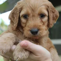 Madison , a female Goldendoodle for sale in San Diego, CA – Photo 3 of 8