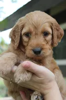 Madison , a female Goldendoodle for sale in San Diego, CA – Photo 2 of 6