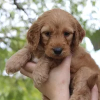 Madison , a female Goldendoodle for sale in San Diego, CA – Photo 2 of 8