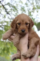 Madison , a female Goldendoodle for sale in San Diego, CA – Photo 1 of 6