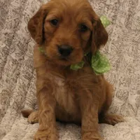Madison , a female Goldendoodle for sale in San Diego, CA – Photo 7 of 8