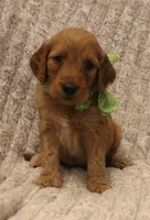 Madison , a female Goldendoodle for sale in San Diego, CA – Photo 6 of 6