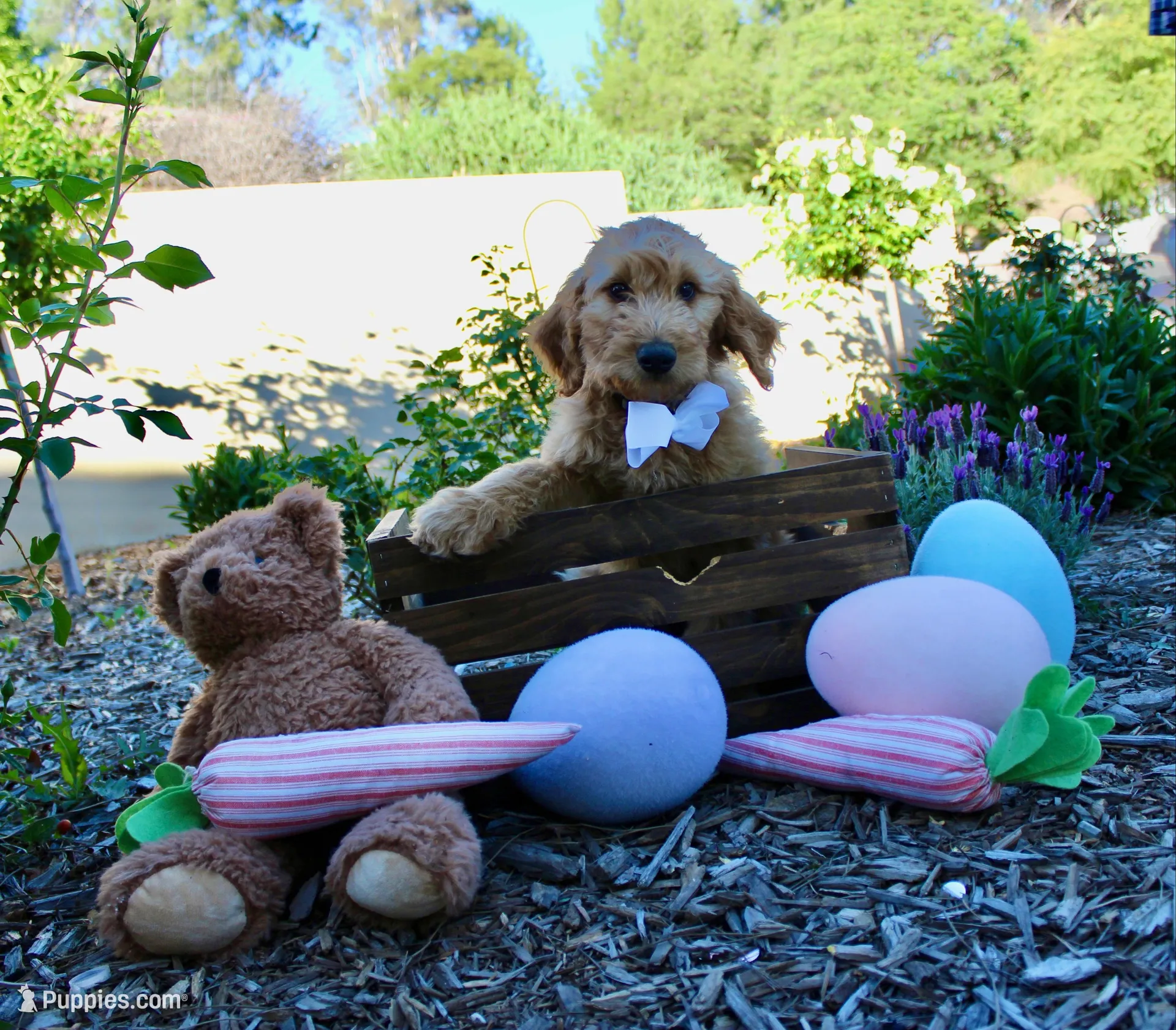 Griffin  – Goldendoodle puppy for sale in San Diego, CA