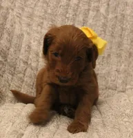 Monroe, a female Goldendoodle for sale in San Diego, CA – Photo 6 of 6