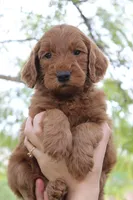 Monroe, a female Goldendoodle for sale in San Diego, CA – Photo 3 of 6