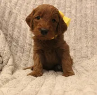 Monroe, a female Goldendoodle for sale in San Diego, CA – Photo 5 of 6