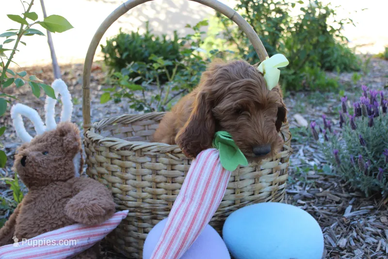 Monroe – Goldendoodle puppy for sale in San Diego, CA