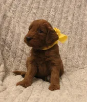 Monroe, a female Goldendoodle for sale in San Diego, CA – Photo 4 of 6