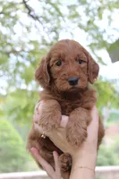 Monroe, a female Goldendoodle for sale in San Diego, CA – Photo 1 of 6