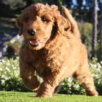 Peach, a female Goldendoodle for sale in San Diego, CA – Photo 4 of 10