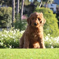 Peach, a female Goldendoodle for sale in San Diego, CA – Photo 3 of 10
