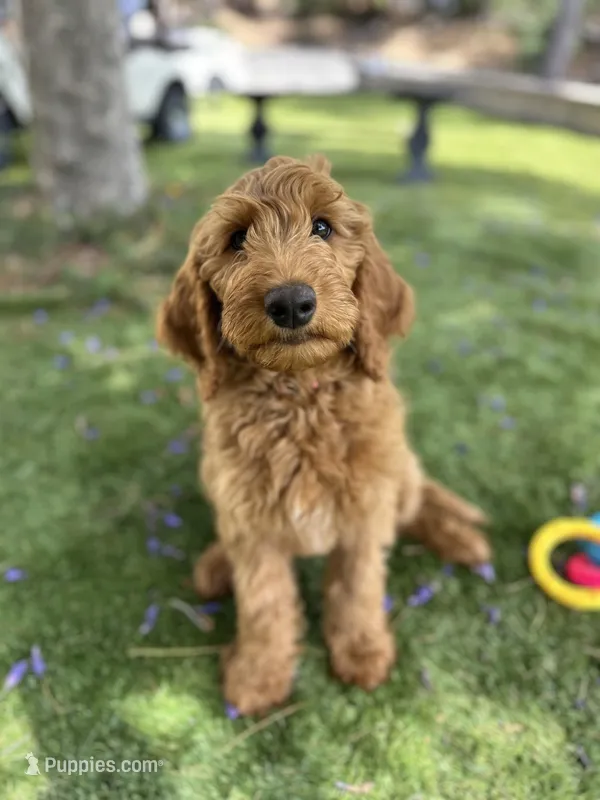 Peach – Goldendoodle puppy for sale in San Diego, CA