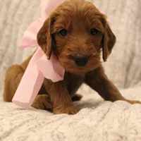 Peach, a female Goldendoodle for sale in San Diego, CA – Photo 9 of 10