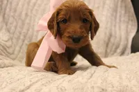 Peach, a female Goldendoodle for sale in San Diego, CA – Photo 5 of 5