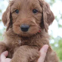 Peach, a female Goldendoodle for sale in San Diego, CA – Photo 7 of 10