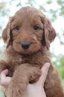 Peach, a female Goldendoodle for sale in San Diego, CA – Photo 3 of 5