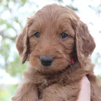 Peach, a female Goldendoodle for sale in San Diego, CA – Photo 6 of 10