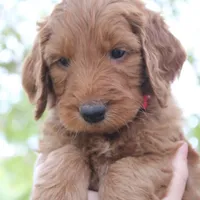 Peach, a female Goldendoodle for sale in San Diego, CA – Photo 5 of 10